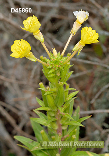 Oakes' Evening Primrose (Oenothera oakesiana)